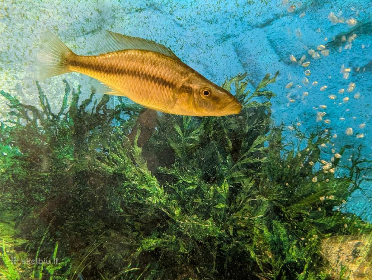 Parduodamos žuvys Dimidiochromis compressiceps - nuotraukos Nr. 2