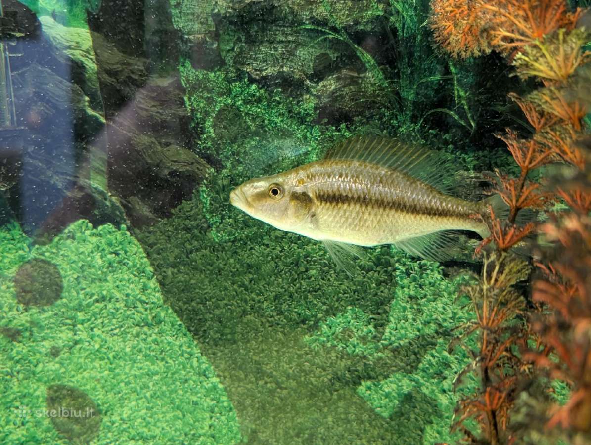 Parduodamos žuvys Dimidiochromis compressiceps - nuotraukos Nr. 3
