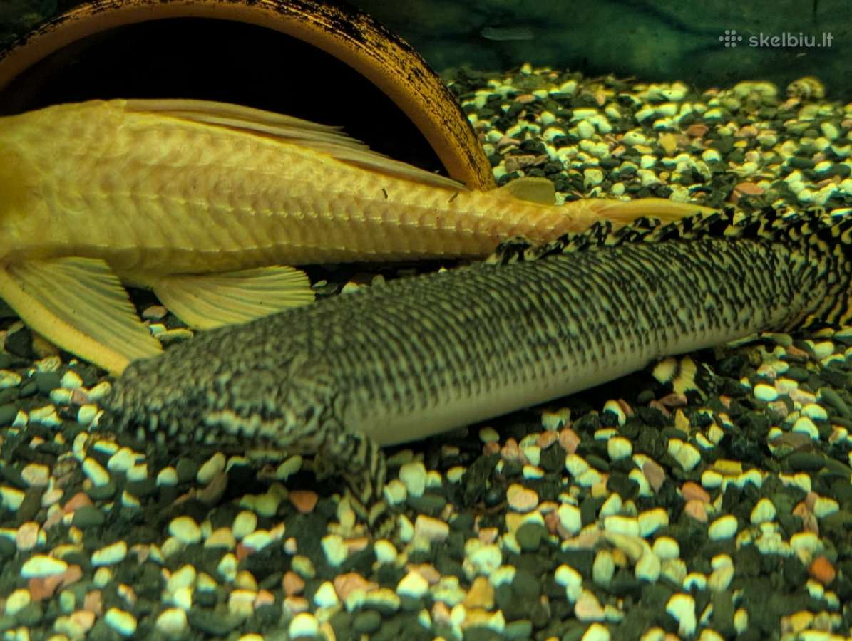 Parduodama žuvis Polypterus ornatipinnis