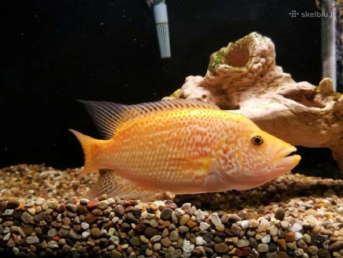 Parduodama žuvis Parachromis Dovii red