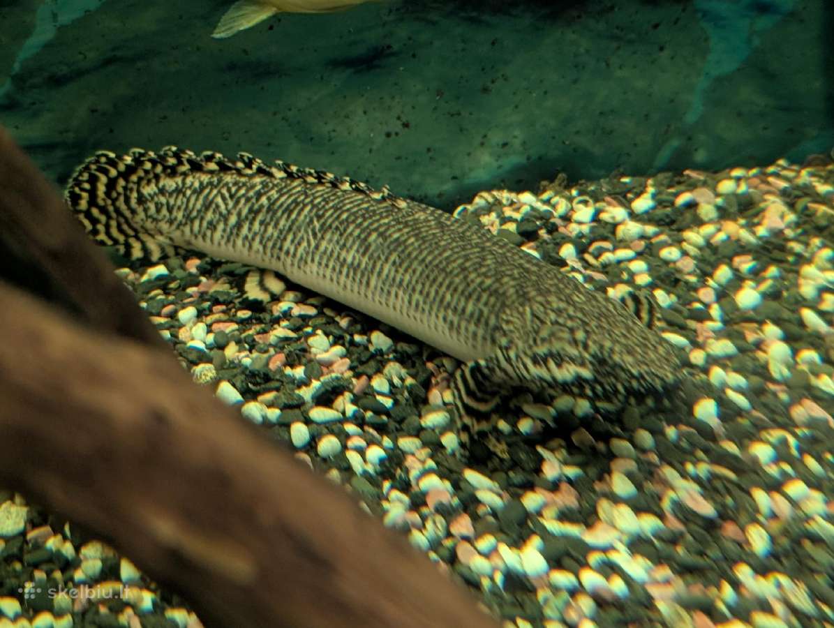 Parduodamos žuvys Polypterus ornatipinnis - nuotraukos Nr. 2