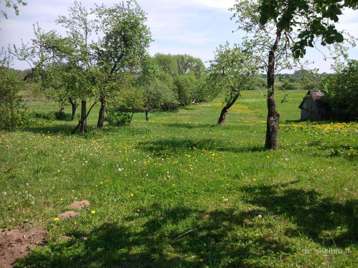 Sodybų priežiūra,medžių genėjimas, žolės pjovimas. - nuotraukos Nr. 6