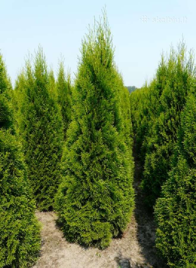 Juodoji pušis ( pinus nigra ) - nuotraukos Nr. 11