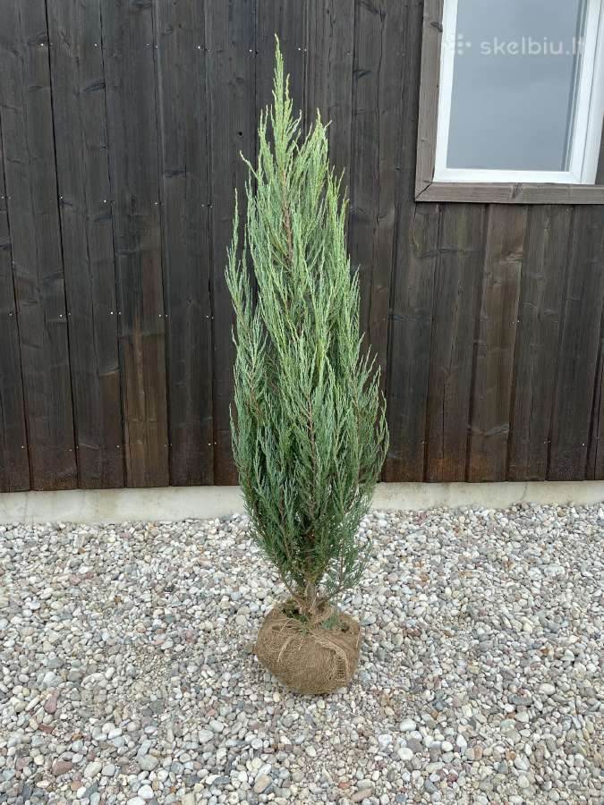 Juodoji pušis ( pinus nigra ) - nuotraukos Nr. 7