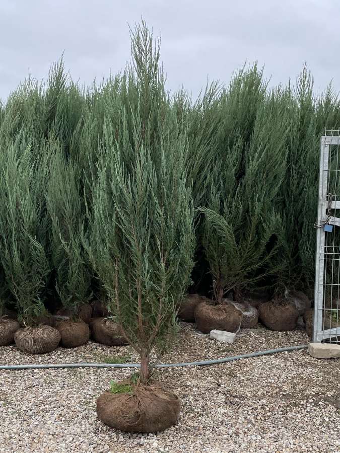 Juodoji pušis ( pinus nigra ) - nuotraukos Nr. 8