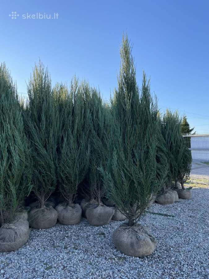Juodoji pušis ( pinus nigra ) - nuotraukos Nr. 9