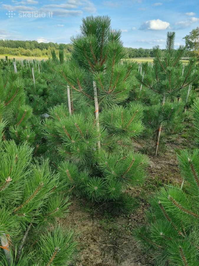 Tuja smaragd - nuotraukos Nr. 18