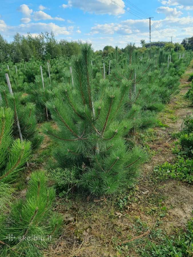 Gyvatvorės, laistymo sistema - nuotraukos Nr. 14