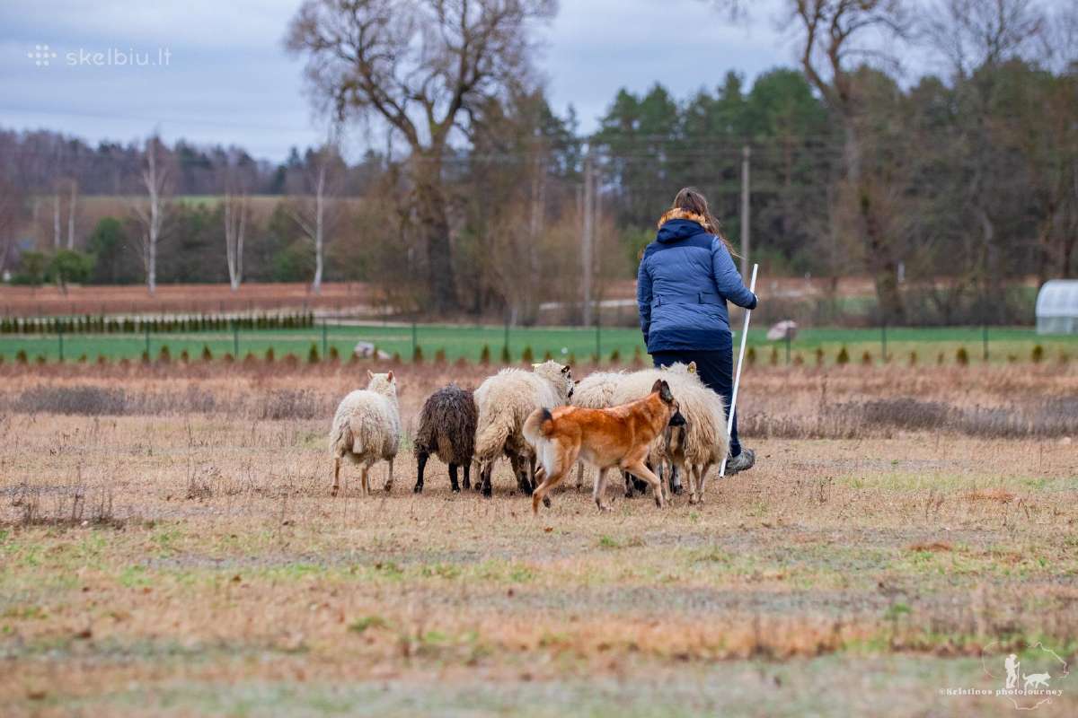 Malinua šuniukai su dokumentais šeimai ir veikloms - nuotraukos Nr. 16