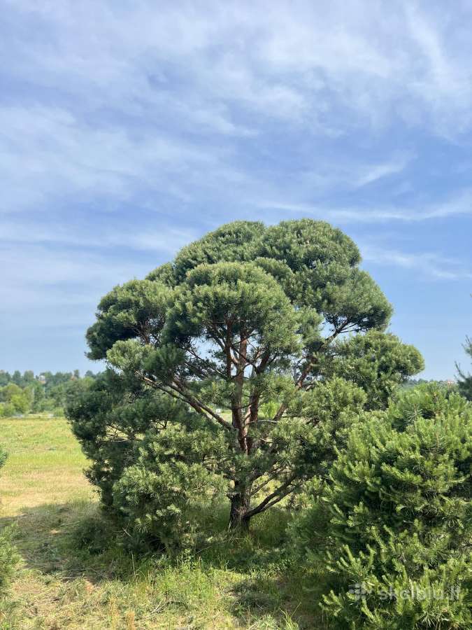Gyvatvorių karpymas, formavimas - nuotraukos Nr. 11