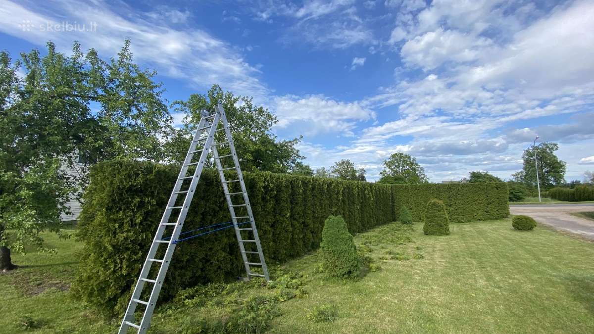 Gyvatvorių karpymas, formavimas - nuotraukos Nr. 7