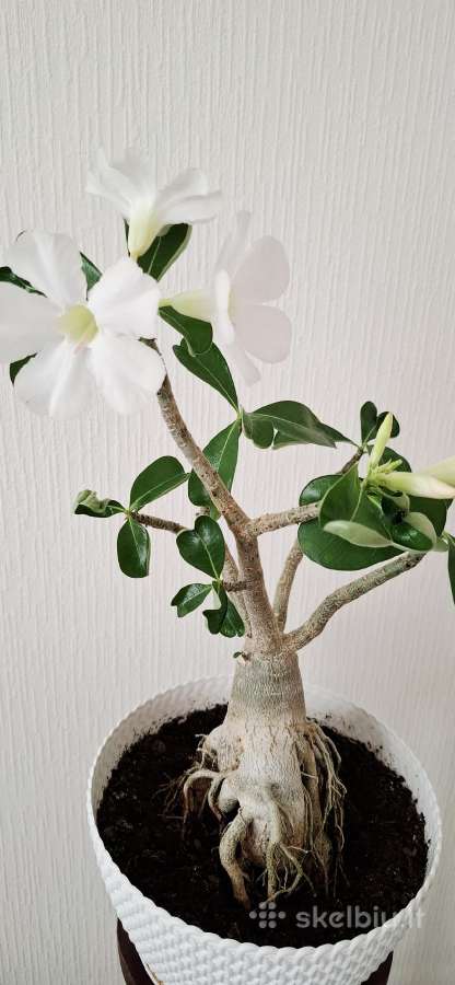 Gėlės. Dykumų rožės, adenium, žydintys bonsai. - nuotraukos Nr. 3