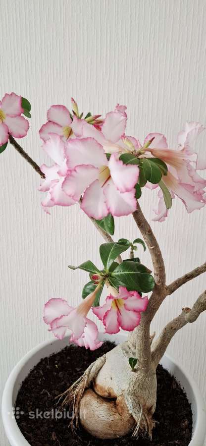 Gėlės. Dykumų rožės, adenium, žydintys bonsai. - nuotraukos Nr. 4
