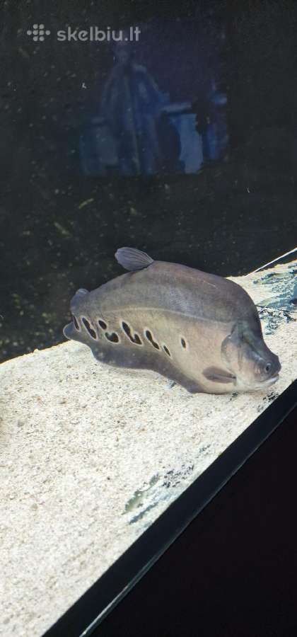 Peilis ( chitala )
