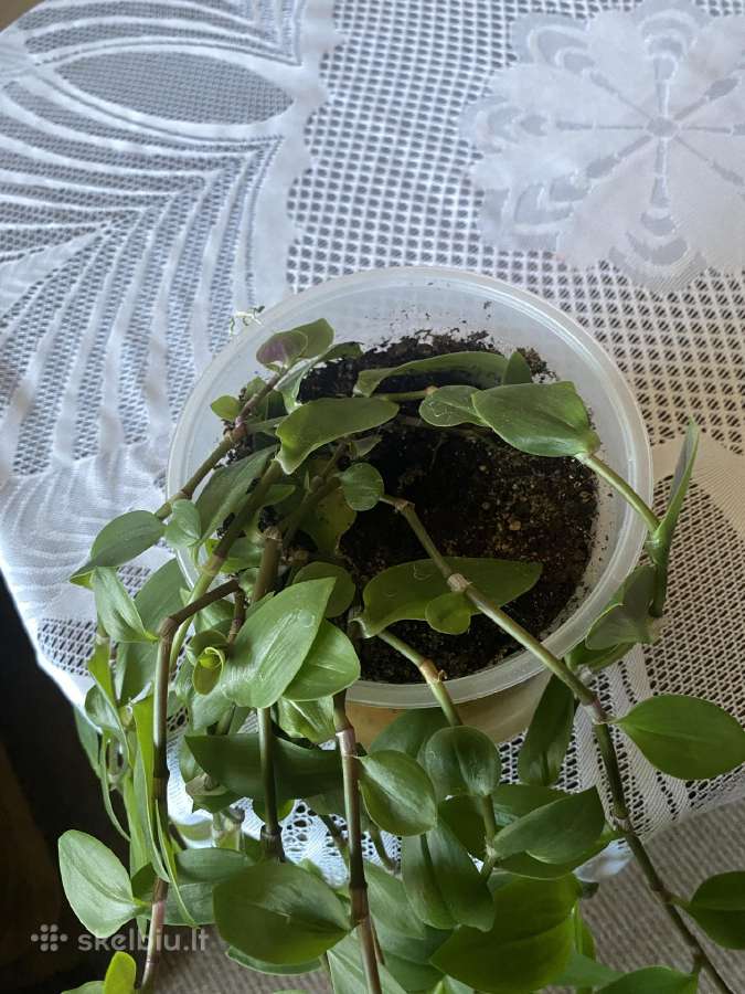 Kaskadinė gėlė Tradeskancija - nuotraukos Nr. 3