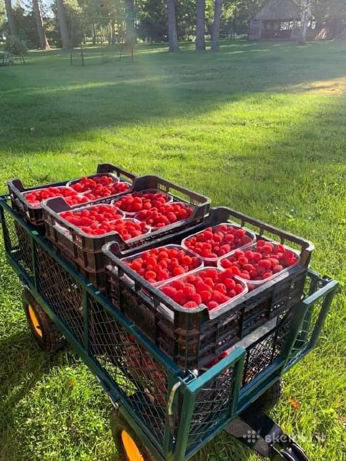 Vasariniai aviečių sodinukai