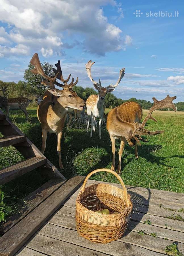 Baidarių Nuoma Anykščiuose - nuotraukos Nr. 12