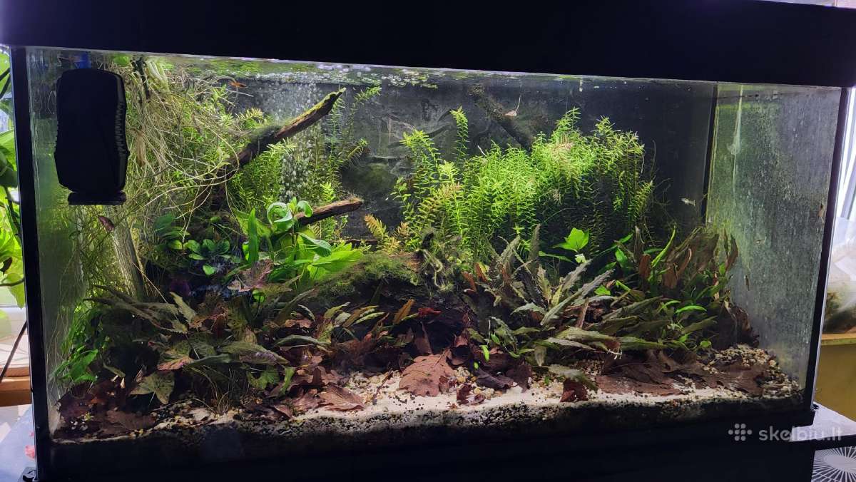 Akvariumo Augalai - Cryptocoryne sp.