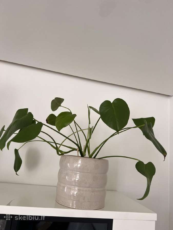Monstera deliciosa