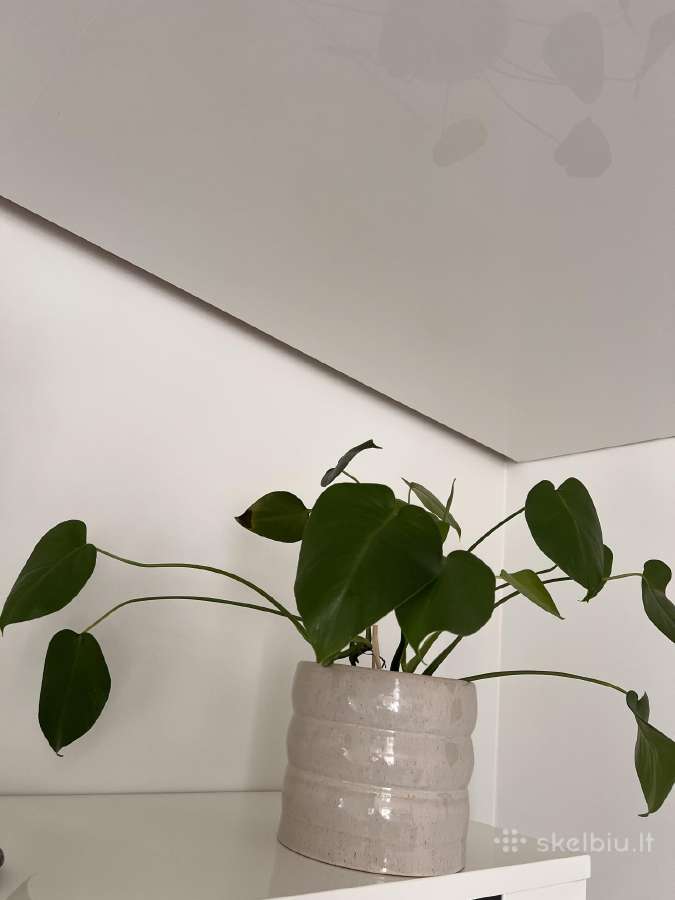 Monstera deliciosa - nuotraukos Nr. 2