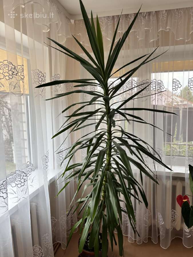 Gėlė Juka