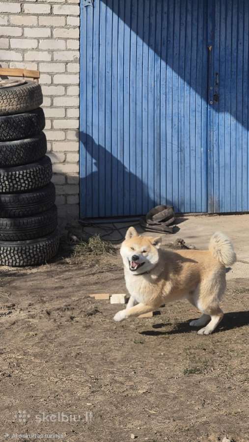 Kilminga Akita