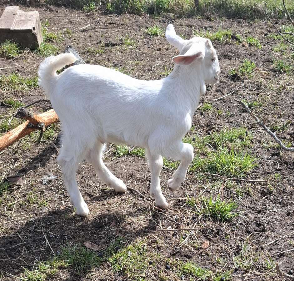 Parduodami ožiukai