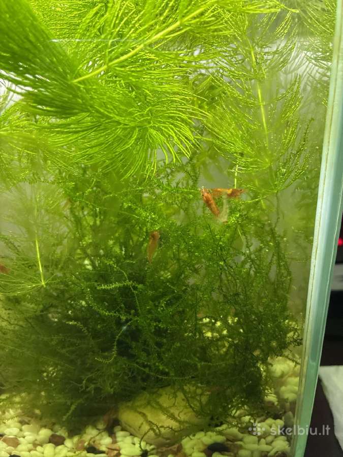 Akvariumo krevetės