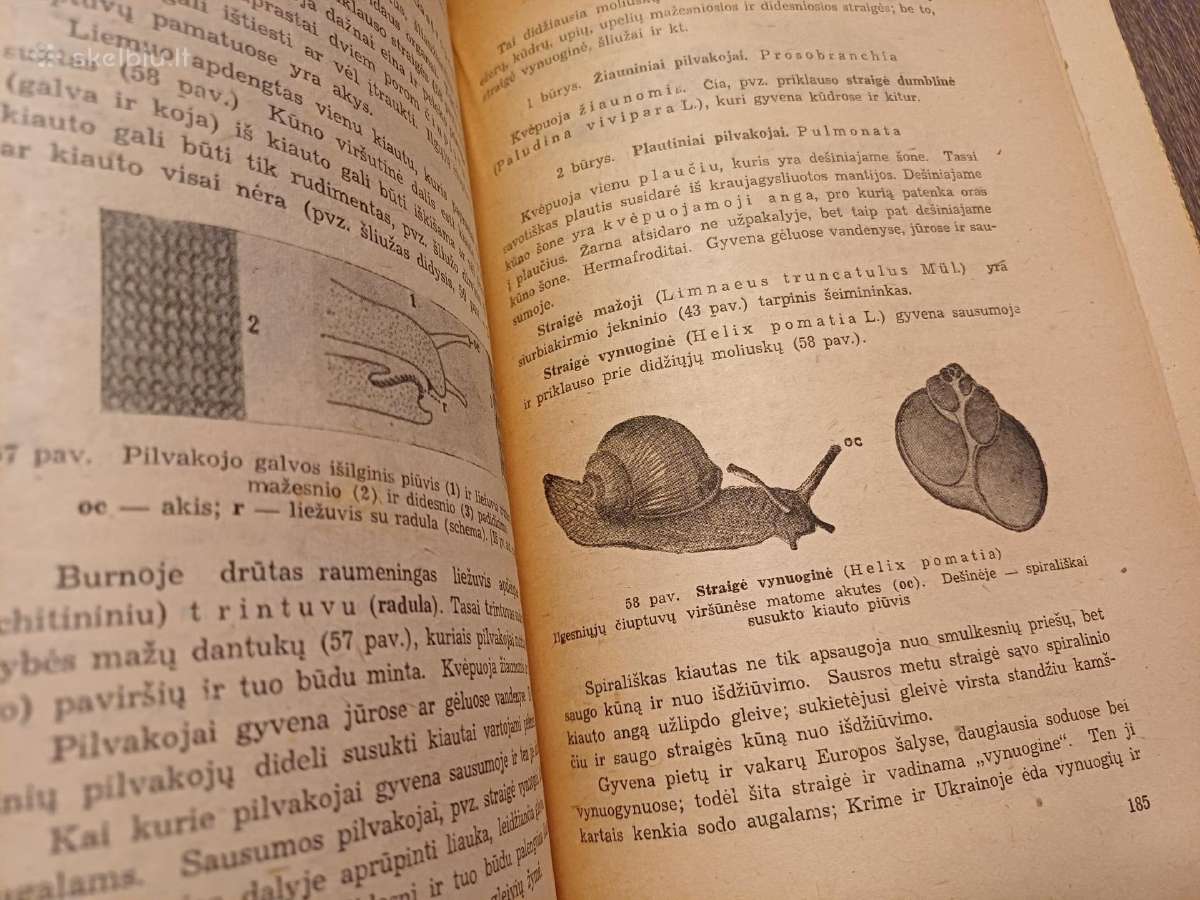 Parduodu knyga,1947m - nuotraukos Nr. 14