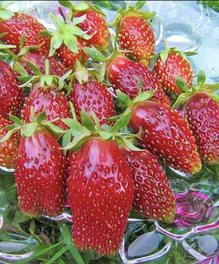 Žembaškė Kupčicha - nuotraukos Nr. 6