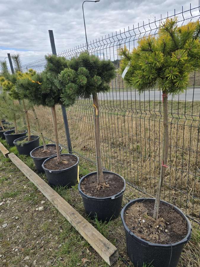Tujos smaragd pušys kadagiai pigiau Pristatome - nuotraukos Nr. 4