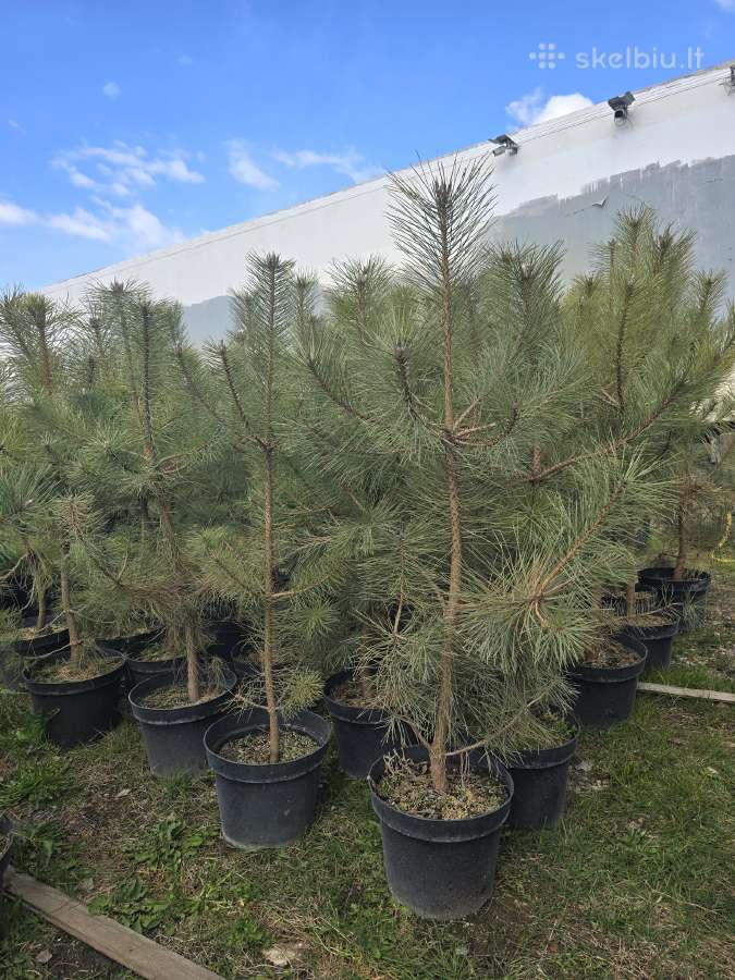 Tujos smaragd pušys kadagiai pigiau Pristatome - nuotraukos Nr. 9