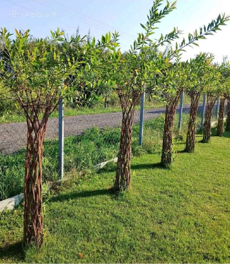 Tujos smaragd pušys kadagiai pigiau Pristatome - nuotraukos Nr. 14