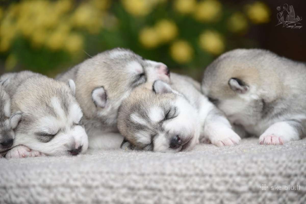 Sibiro haskiai su Lkd kilmės dokumentais - nuotraukos Nr. 6