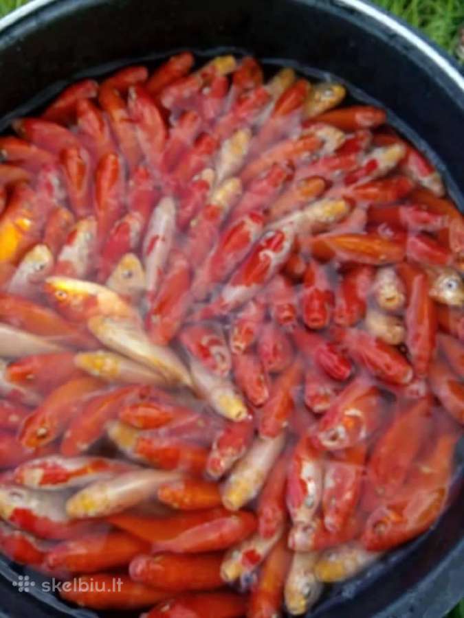 Dekoratyviniai spalvoti karosai