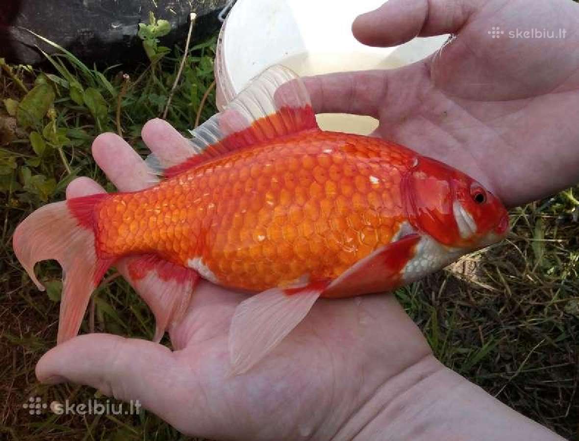 Dekoratyviniai spalvoti karosai - nuotraukos Nr. 2