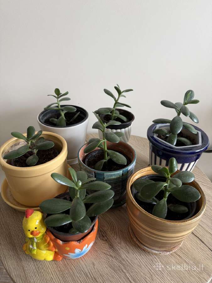 Storalapis (lot. crassula ovata)
