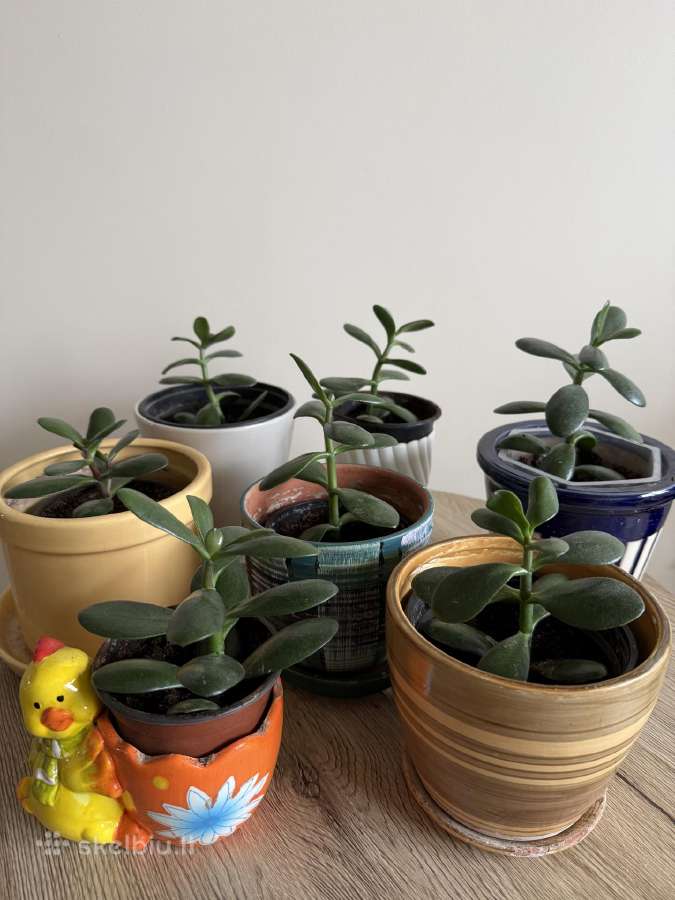 Storalapis (lot. crassula ovata) - nuotraukos Nr. 2