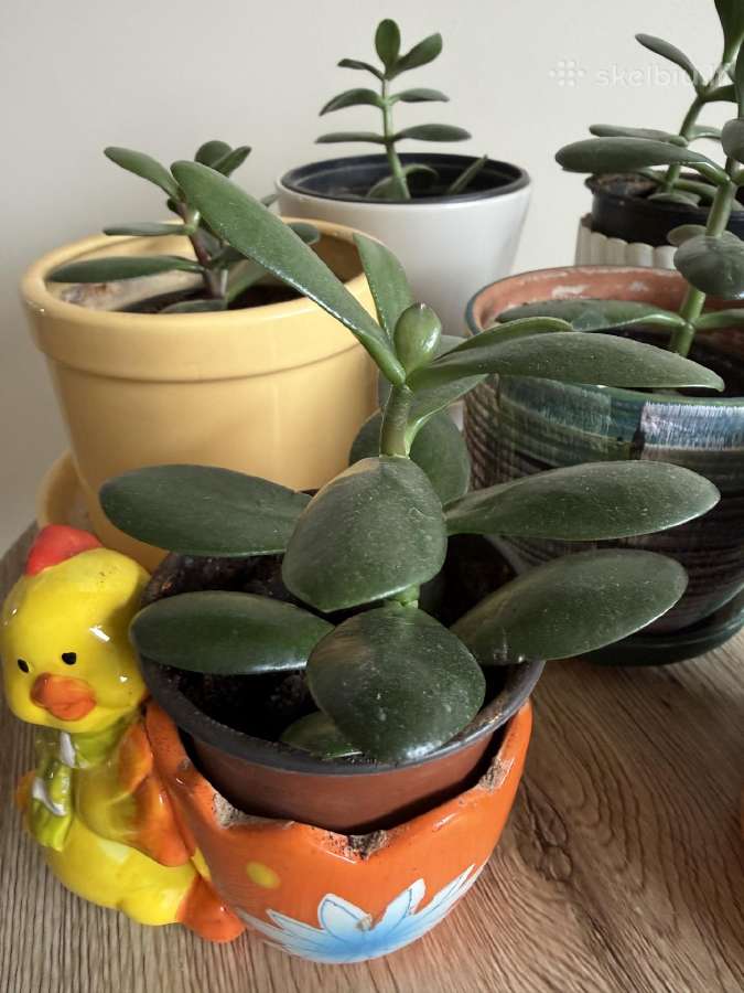 Storalapis (lot. crassula ovata) - nuotraukos Nr. 3