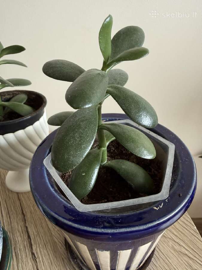 Storalapis (lot. crassula ovata) - nuotraukos Nr. 4