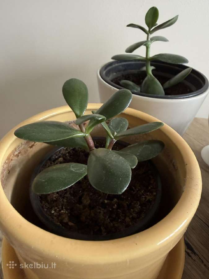 Storalapis (lot. crassula ovata) - nuotraukos Nr. 5
