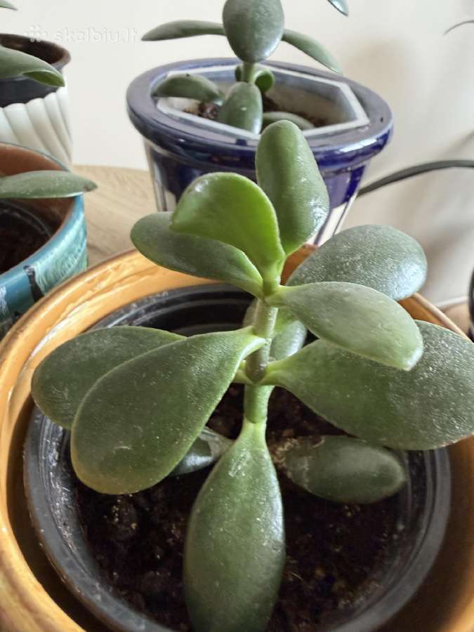 Storalapis (lot. crassula ovata) - nuotraukos Nr. 6