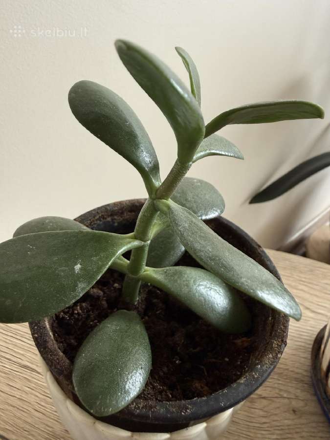 Storalapis (lot. crassula ovata) - nuotraukos Nr. 7
