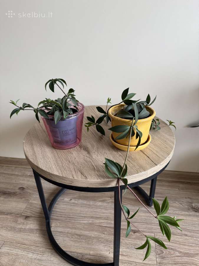 Peperomia pereskiifolia