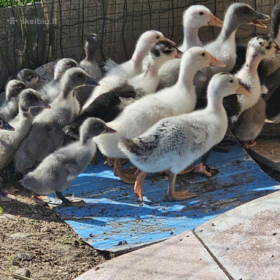 Ančiukai žąsiukai kalakučiukai viščiukai patarškos