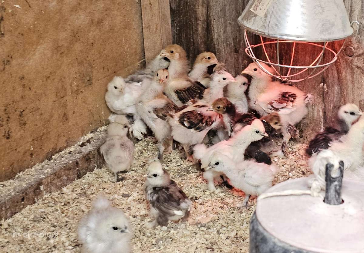 Dedeklės Antys viščiukai patarškos - nuotraukos Nr. 7