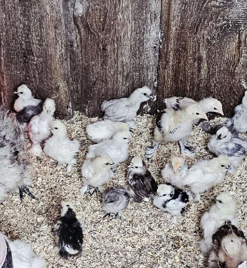 Dedeklės Antys viščiukai patarškos - nuotraukos Nr. 8