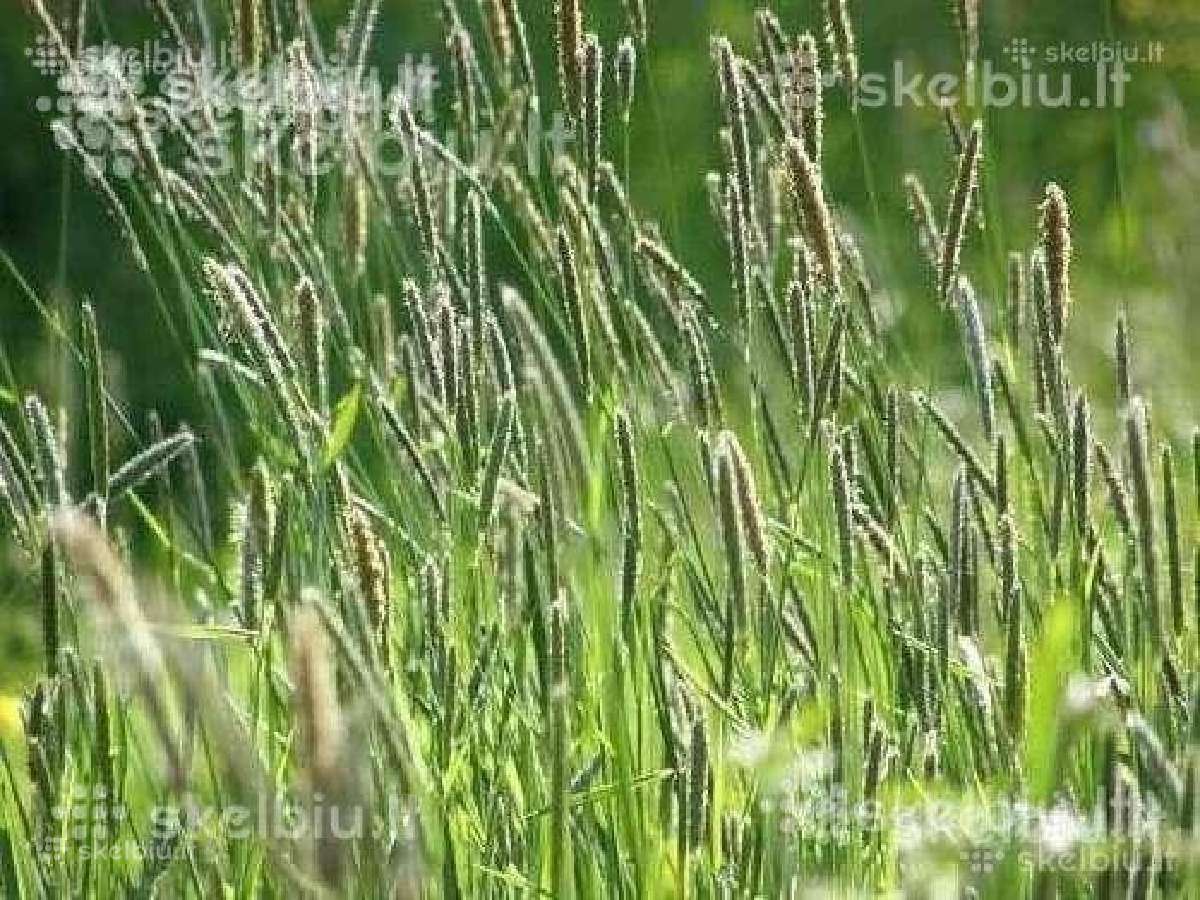 Pašarinės žolės, ju mišiniai ganymui - šienavimui