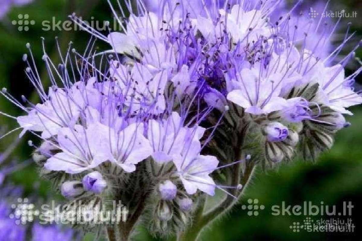 Medingi augalai, Facelija, garstycia, dobiliukai