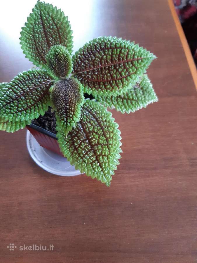 Flora